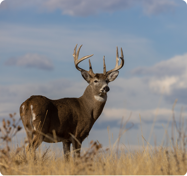 Deer in a field