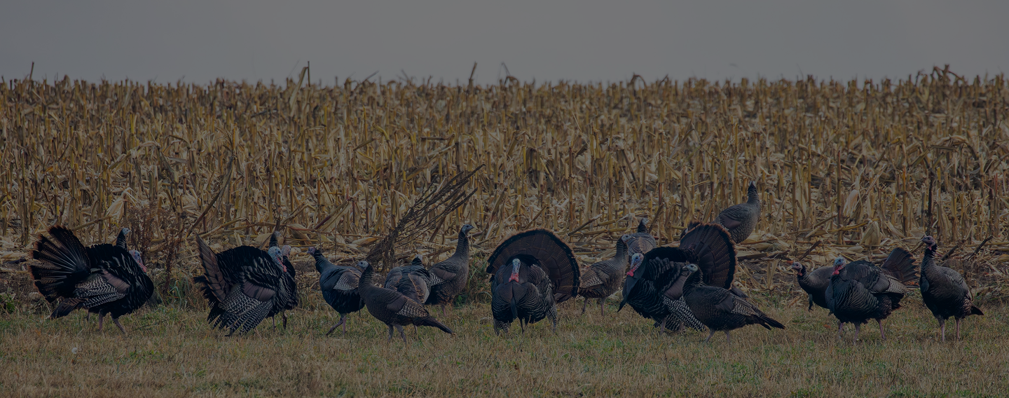 Turkeys in a field