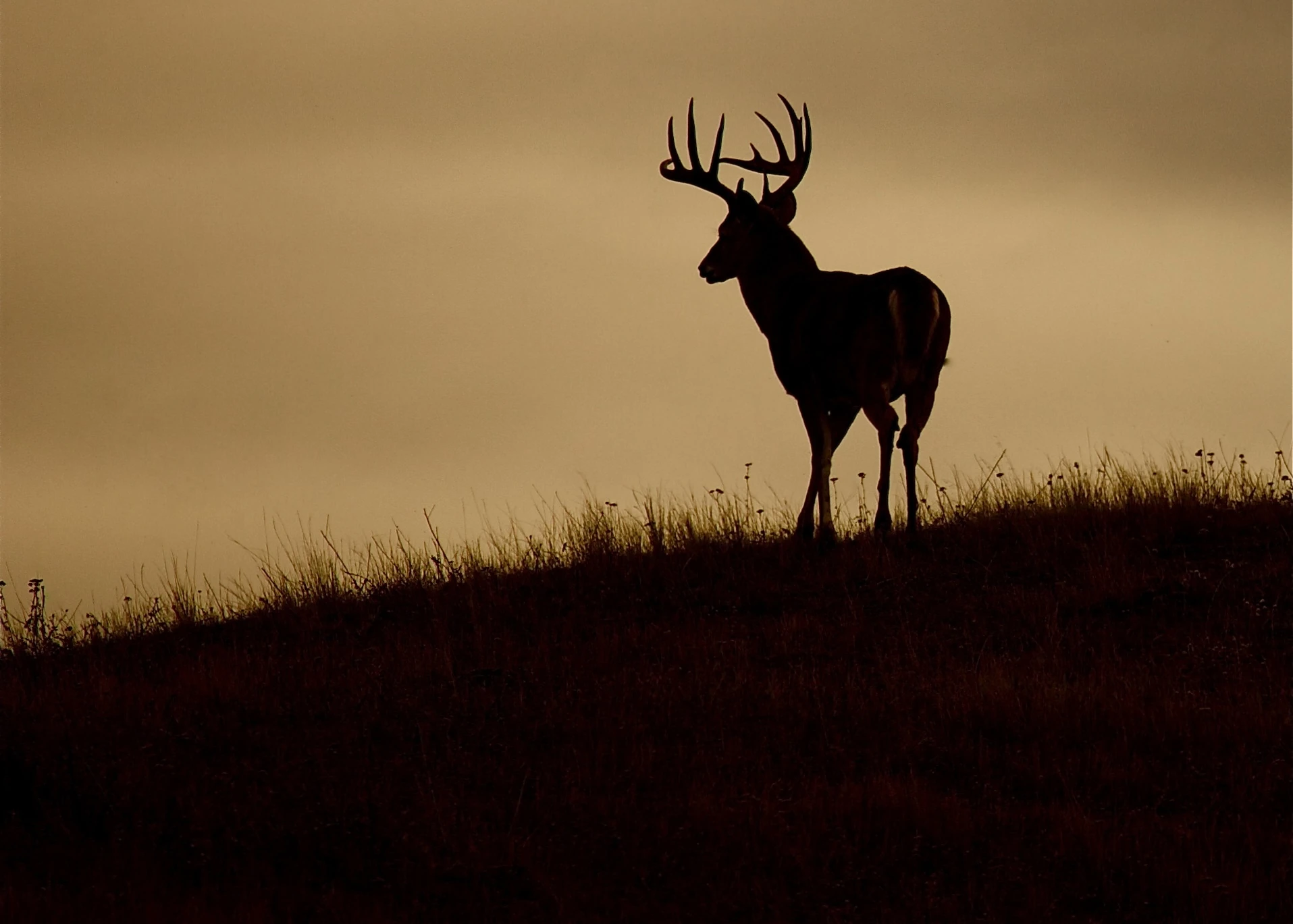 Deer standing on top of a hill