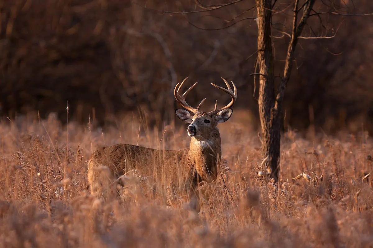 Case Studies Deer Background