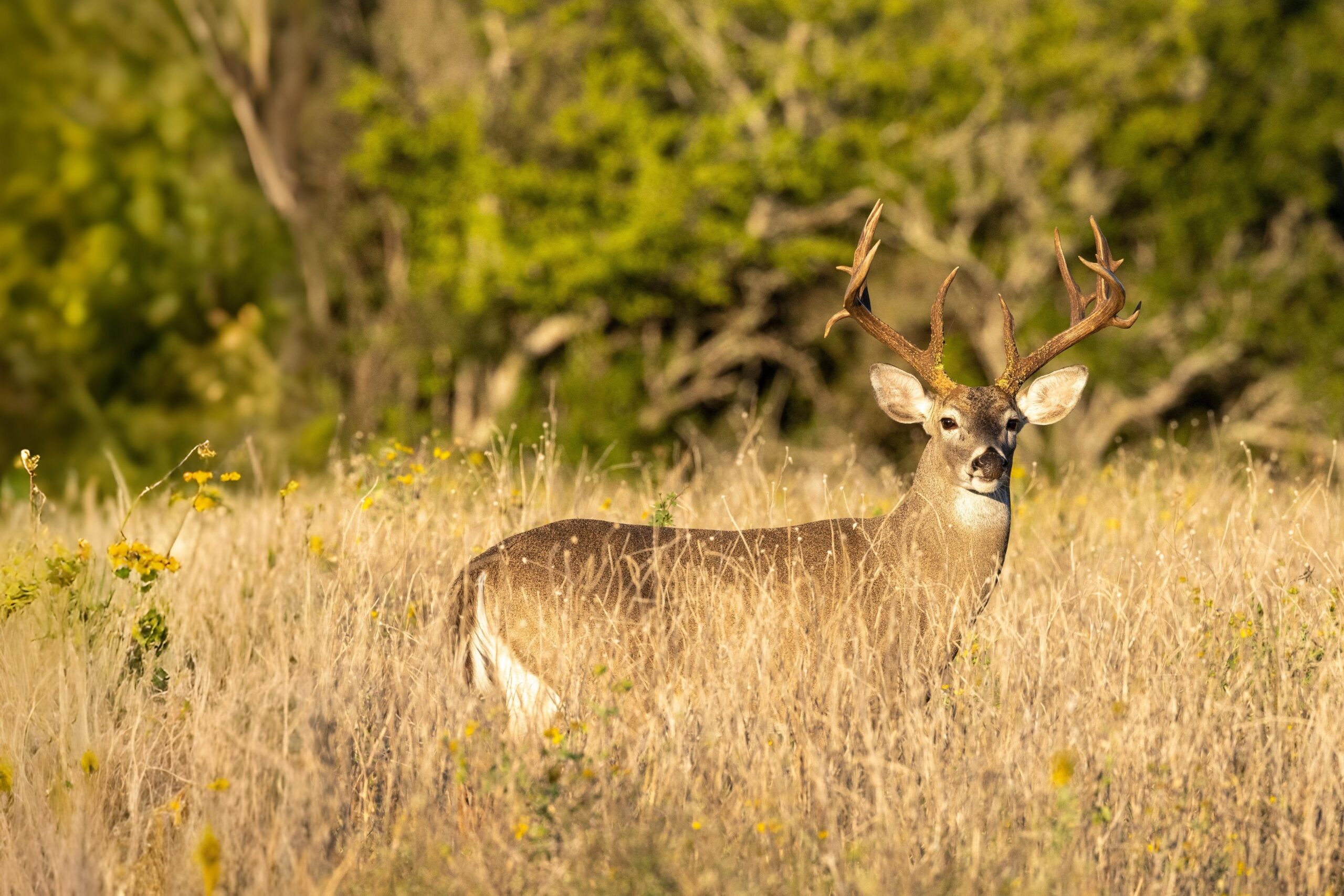 HuntPro hero image of deer in clearing